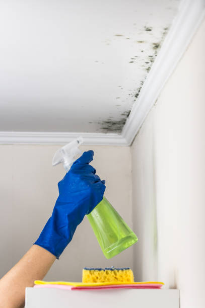 Mold Remediation for Vacation Homes in Monona, IA